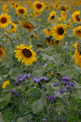 Fototapeta premium Sonnenblumen und Bienenfleiß oder Bienenweide, Blüten