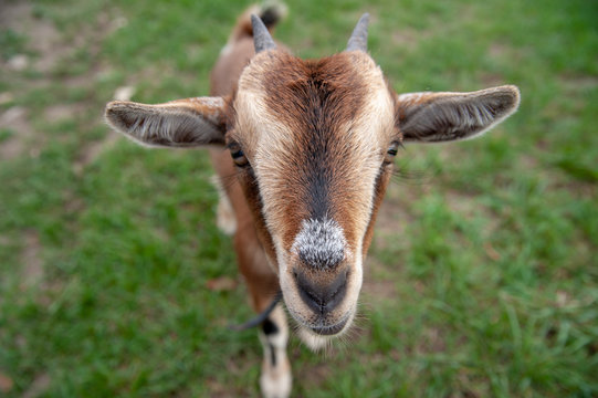 ziege schuat frech in kamera