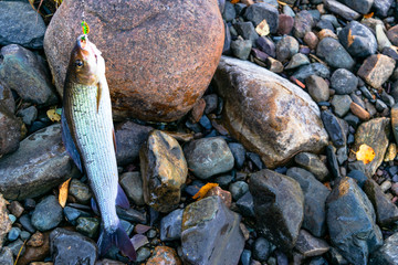 Grayling caught fly fishing tackle. Angler releasing an arctic grayling. Grayling fish caught on...