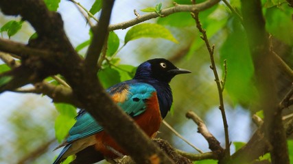 	The golden-breasted starling is a small bird with a bright, blue tail and a blue back. It has a green head, white eyes, blue-violet wings, and a yellow breast, belly, and upper tail covers.