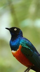 Obraz premium The golden-breasted starling is a small bird with a bright, blue tail and a blue back. It has a green head, white eyes, blue-violet wings, and a yellow breast, belly, and upper tail covers.