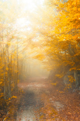 Fototapeta na wymiar Beautiful foggy morning in the misty autumn forest with sun rays