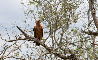 Bird of prey