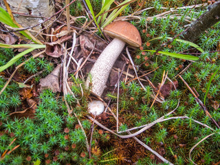 autumn hunting - cut Mushroom podberezovik