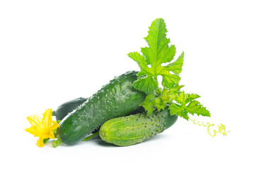 cucumber with leaf and flower natural vegetables organic food isolated on white background