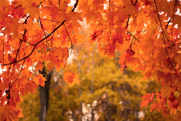 Abstract autumn forest background