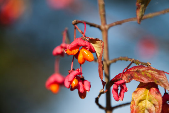 Pfaffenhut, rot-gelbe Bl&uuml;ten - wie ein Hut eines Priesters