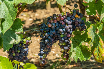 Vignes du Médoc (Gironde, France)