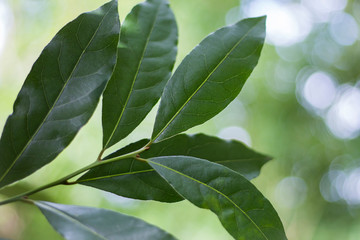 Fresh green Bay leaf, close-up