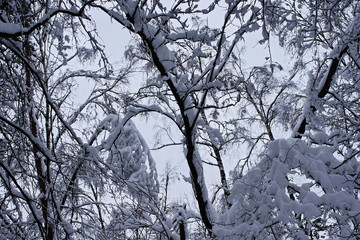 in the enchanted winter forest