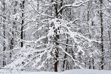 enchanted winter forest