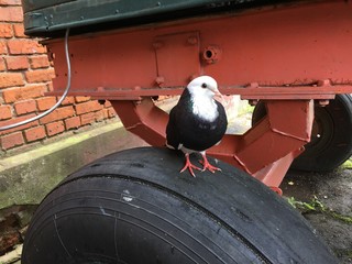 Dove with white neck