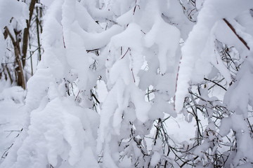 enchanted winter forest
