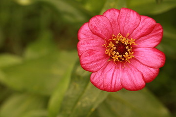 Top view of  pink zinnia flower in the garden