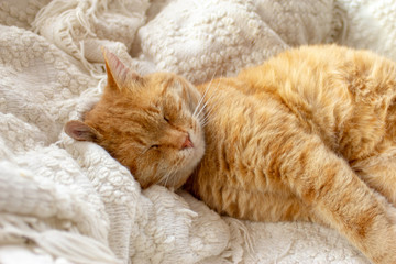 Beautiful orange yellow tabby domestic cat. Male kitten sleeping