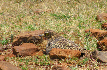 Fototapeta na wymiar Spotted thick-knee sitting on nest