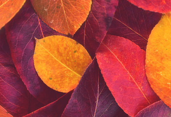 Red and yellow autumn leaves background / texture © darkness12