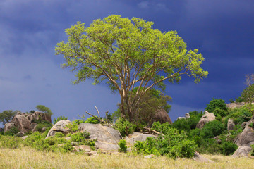 Fototapeta na wymiar Landscape-bizarre rocks / Landscape-bizarre rocks, boulders, boulders, overgrown with trees and shrubs - Tarangire reserve in Tanzania