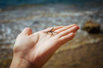 starfish in hand 