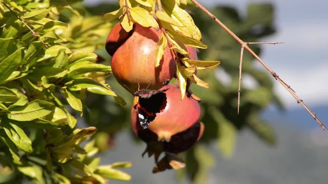 Farfalle si posano sui frutti del Melograno maturi ed aperti al caldo sole