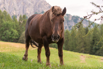 Horse in the meadow with crocuses, Dolomites, Italy