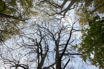 branches with green leaves against the sky background, view from below upwards