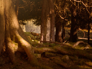Fototapeta premium Un cervo maschio nel bosco del trentino alto adige