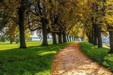 Naklejka premium Spaziergang durch die Baumallee im Herbst