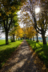 Spaziergang durch die Baumallee im Herbst