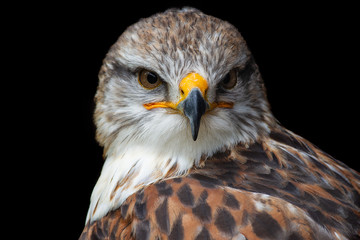 Bussard Portrait freigestellt