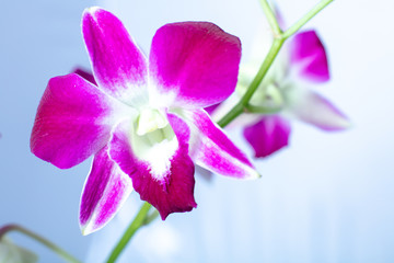 Beautiful macro view Orchid  isolated on a color background