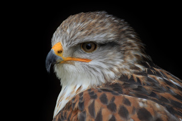 Bussard schwarzer Hintergrund