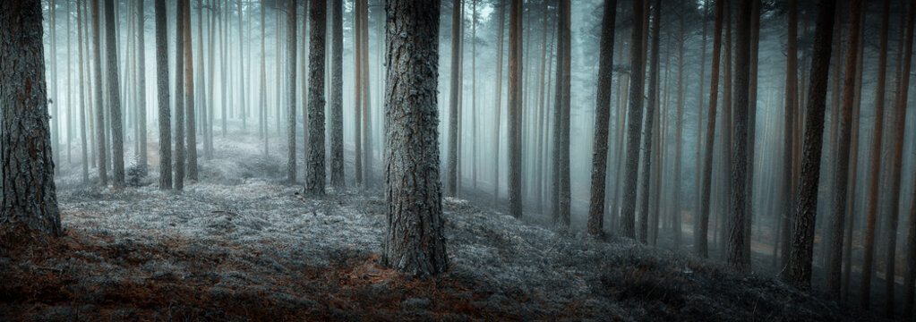 Fototapeta jesień mglisty las