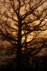 Abstract Oak Tree silhouetted in mist with sun rising being it