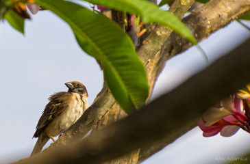 Bird at tree
