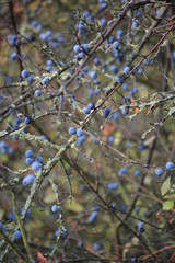 Schlehen Beeren