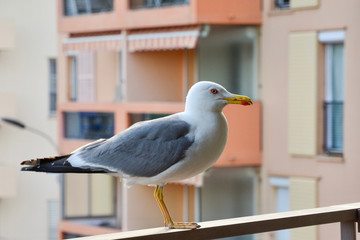 seagull 