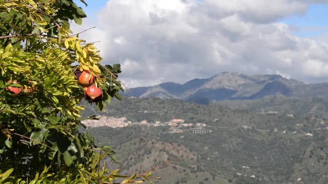 farfalle si posano sul Melograno al caldo sole di fine estate