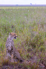 Photo of cheetah / Photo cheetah in the Savannah Ngorongoro