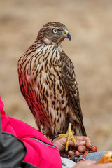Azor joven sobre la mano y observando. Accipiter gentilis.