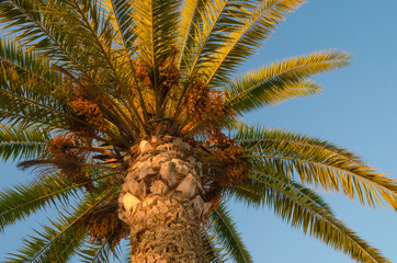 Palm in the evening at sunset, tropical vacation and travel.