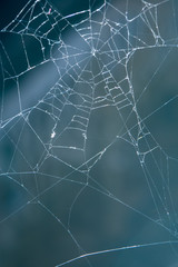 The Spider Web close up 