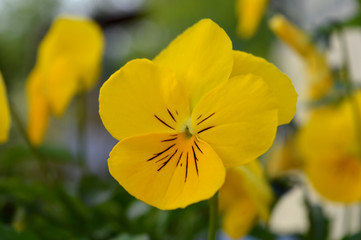 yellow flowers in the garden viola