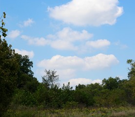 The white cloudscape over the treetops on a sunny day.