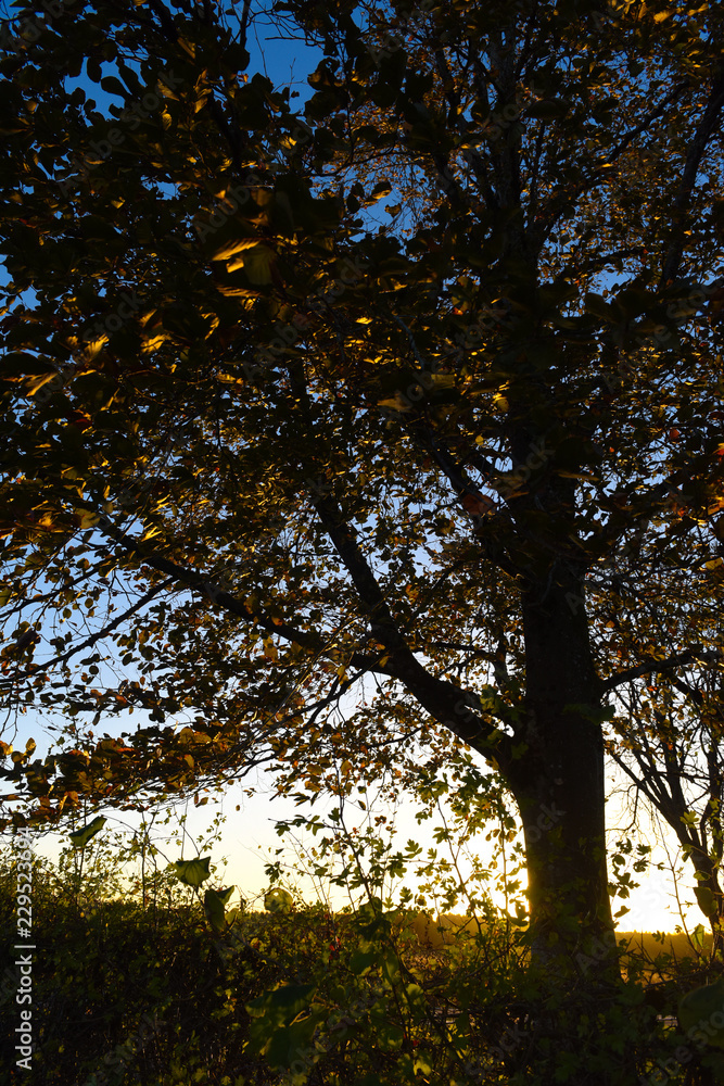 Poster paysage environnement arbre foret ciel soleil climat