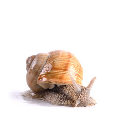 Helix pomatia.Garden snail isolated on white background.Grape snail.