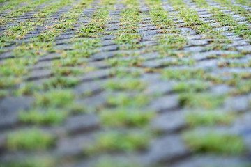 Grass growing in cement block path floor