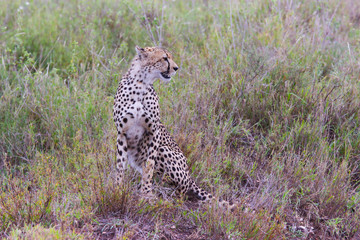 Photo of cheetah / Photo cheetah in the Savannah Ngorongoro