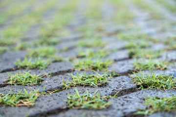 Grass growing in cement block path floor