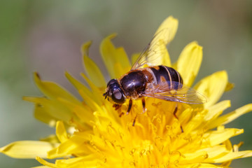  Bumblebee collects pollen from the yellow flower. Macro   Bumblebee in pollen.